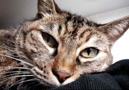 oO� Tout ch'tit moignon �Oo